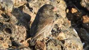 Angry earth vampire bird reel. Útočí na vtáky a píše ich krv